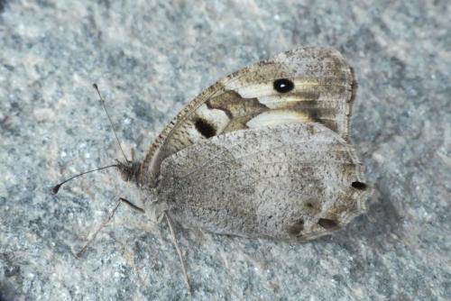 Chazara briseis